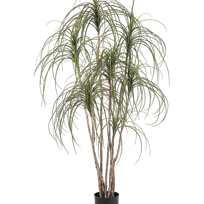 5' Pony Tail Nitida Tree 150 cm