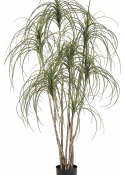 5' Pony Tail Nitida Tree 150 cm