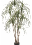 5' Pony Tail Nitida Tree 150 cm