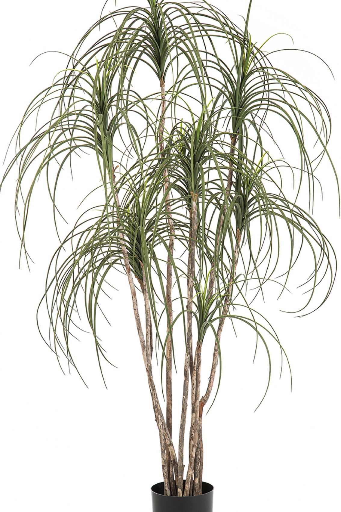 5' Pony Tail Nitida Tree 150 cm