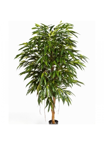 5' ROYAL LONGIFOLIA TREE 150-210 cm