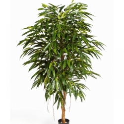 5' ROYAL LONGIFOLIA TREE 150-210 cm