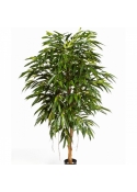 5' ROYAL LONGIFOLIA TREE 150-210 cm