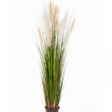 5\' Reed Grass w/Cream-Brown Flowers 150-180 cm