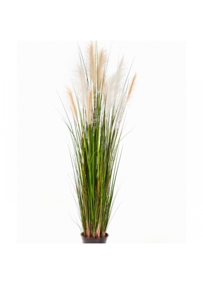 5' Reed Grass w/Cream-Brown Flowers 150-180 cm