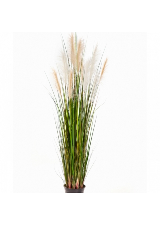 5' Reed Grass w/Cream-Brown Flowers 150-180 cm