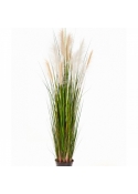 5' Reed Grass w/Cream-Brown Flowers 150-180 cm