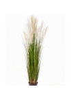 5' Reed Grass w/Cream-Brown Flowers 150-180 cm