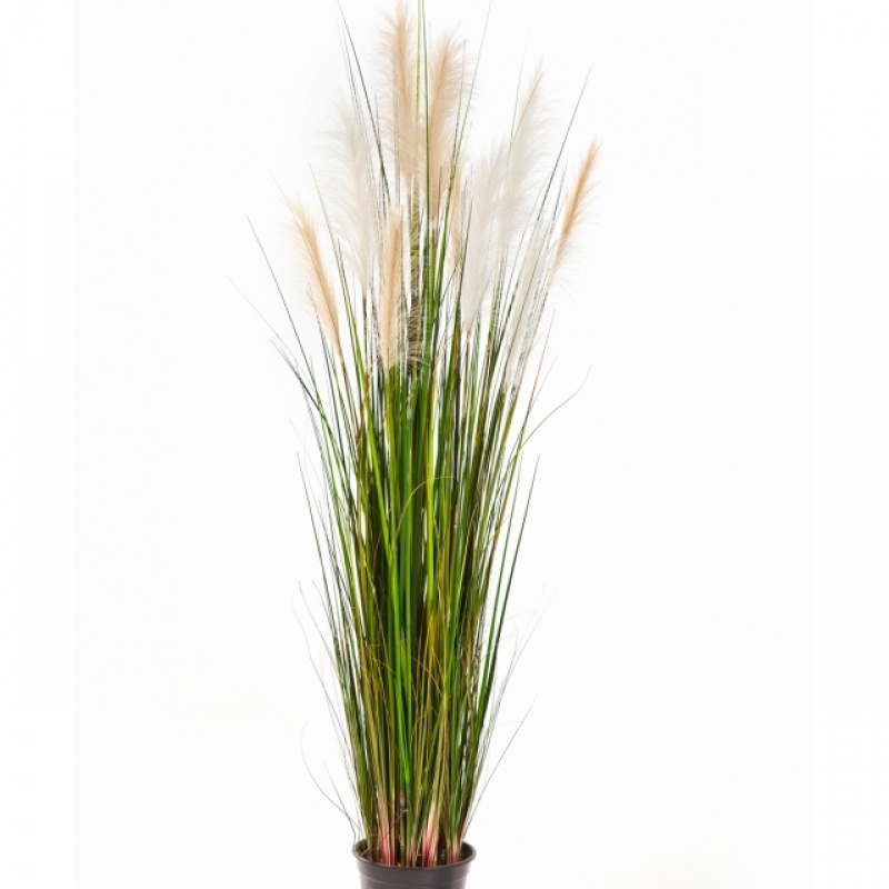 5' Reed Grass w/Cream-Brown Flowers 150-180 cm