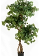 5' SWEET GINGKO ON CRAZY TRUNK 145 cm