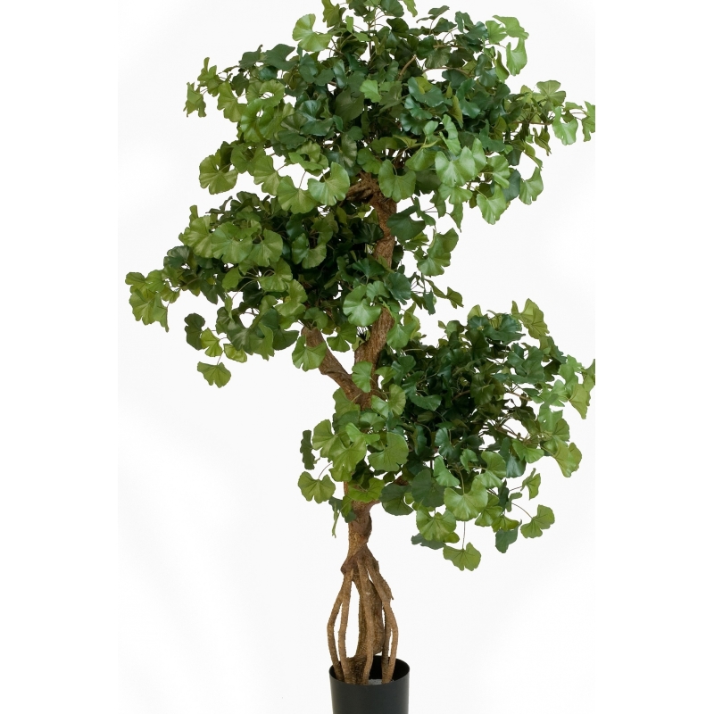 5' SWEET GINGKO ON CRAZY TRUNK 145 cm