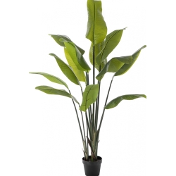 5' Strelitzia Traveller Palm 150-200 cm