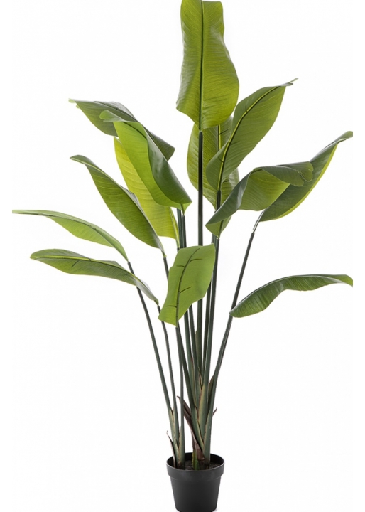 5' Strelitzia Traveller Palm 150-200 cm