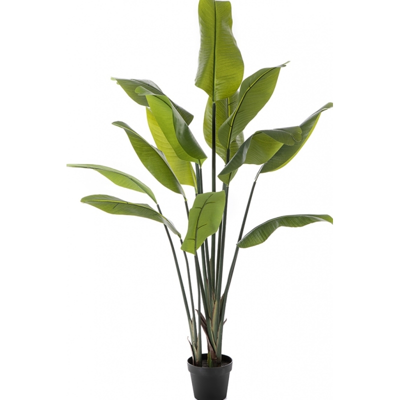5' Strelitzia Traveller Palm 150-200 cm