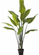 5' Strelitzia Traveller Palm 150-200 cm
