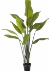 5' Strelitzia Traveller Palm 150-200 cm