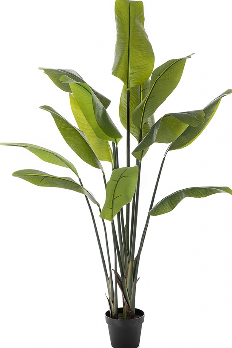 5' Strelitzia Traveller Palm 150-200 cm