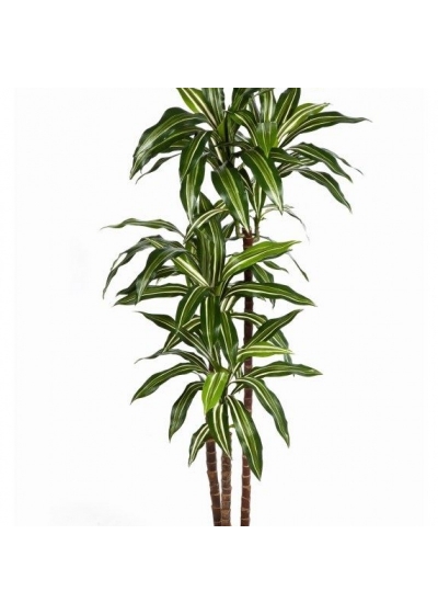 5' VARIEGATED DRACAENA FRAGRANS STEUD 150 cm