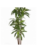 5' VARIEGATED DRACAENA FRAGRANS STEUD 150 cm