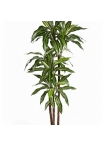 5' VARIEGATED DRACAENA FRAGRANS STEUD 150 cm