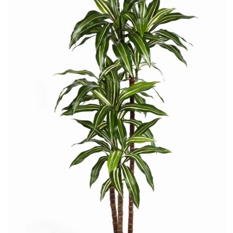 5' VARIEGATED DRACAENA FRAGRANS STEUD 150 cm