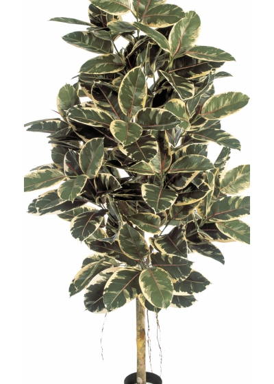 5' VARIEGATED FICUS ELASTICA 140-210 cm