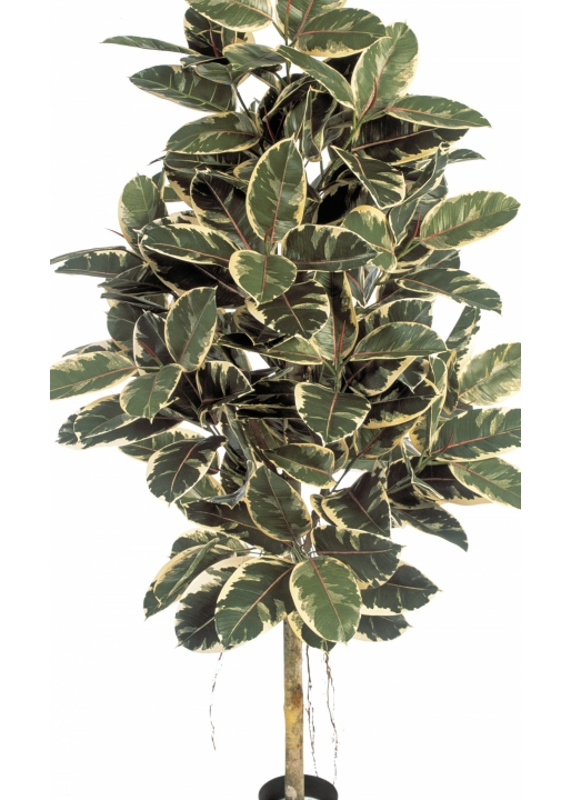 5' VARIEGATED FICUS ELASTICA 140-210 cm