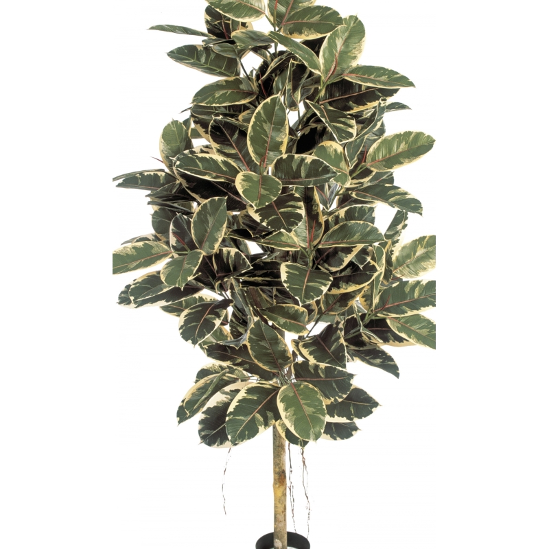 5' VARIEGATED FICUS ELASTICA 140-210 cm