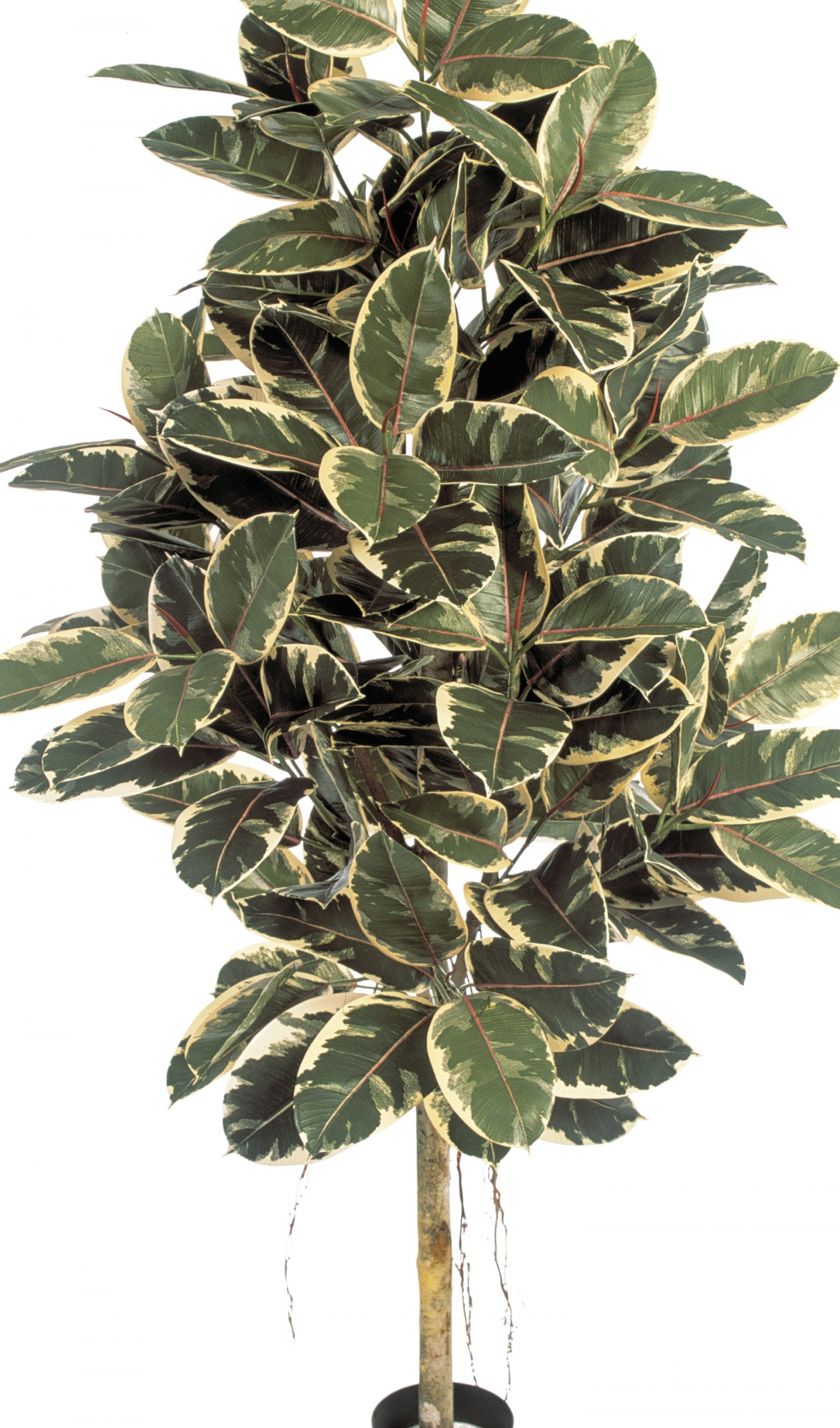 5' VARIEGATED FICUS ELASTICA 140-210 cm