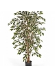 5' VARIEGATED FICUS NITIDA 150 cm