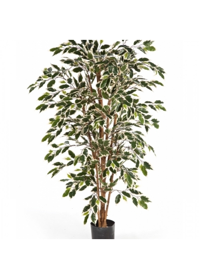 5' VARIEGATED FICUS NITIDA 150 cm