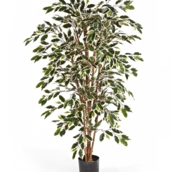 5' VARIEGATED FICUS NITIDA 150 cm
