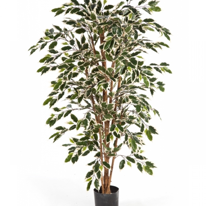 5' VARIEGATED FICUS NITIDA 150 cm