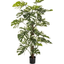 5' Variegated Split Philo on Pole 160 cm