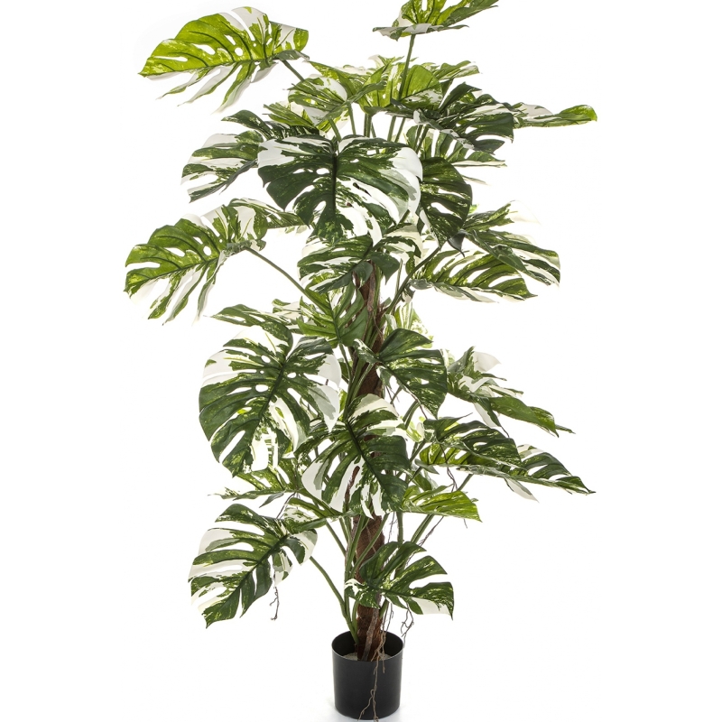 5' Variegated Split Philo on Pole 160 cm