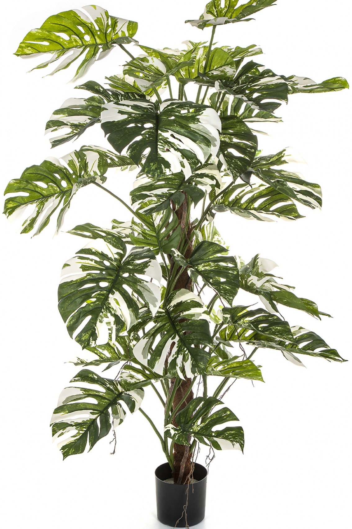 5' Variegated Split Philo on Pole 160 cm