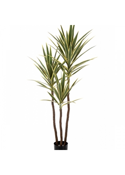 5' Variegated Yucca Tree De Luxe x 3 160 cm