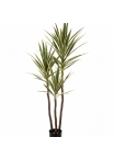 5' Variegated Yucca Tree De Luxe x 3 160 cm