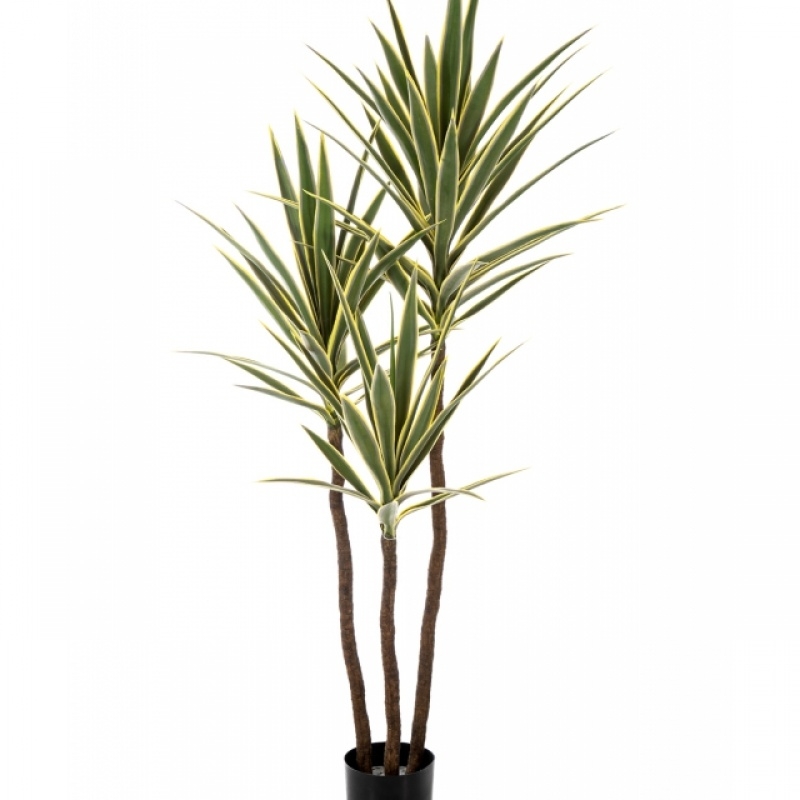 5' Variegated Yucca Tree De Luxe x 3 160 cm