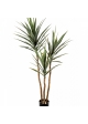 5' Yucca Tree De Luxe x 3 160 cm