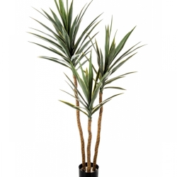 5' Yucca Tree De Luxe x 3 160 cm
