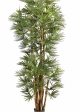 6' BABY FAN PALM 180-210 cm