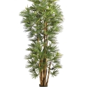 6\' BABY FAN PALM 180-210 cm