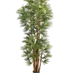 6' BABY FAN PALM 180-210 cm