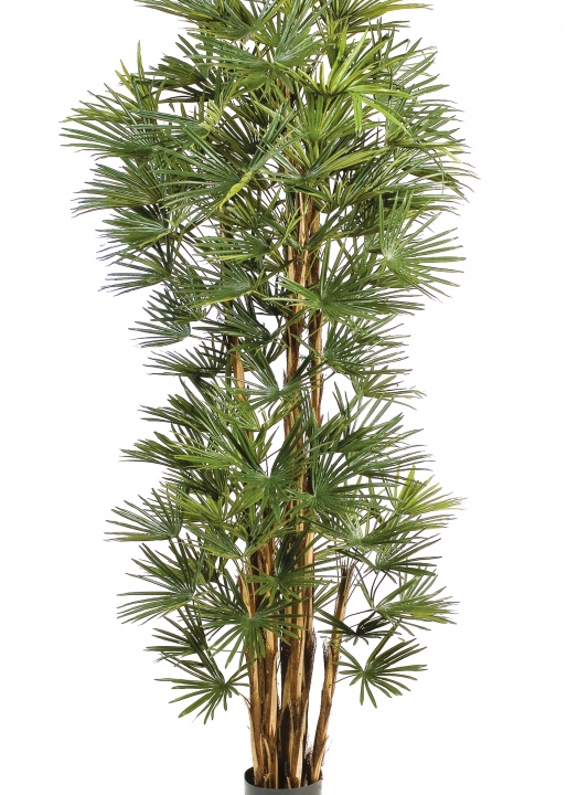 6' BABY FAN PALM 180-210 cm