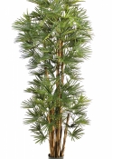 6' BABY FAN PALM 180-210 cm