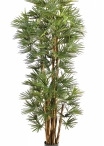 6' BABY FAN PALM 180-210 cm