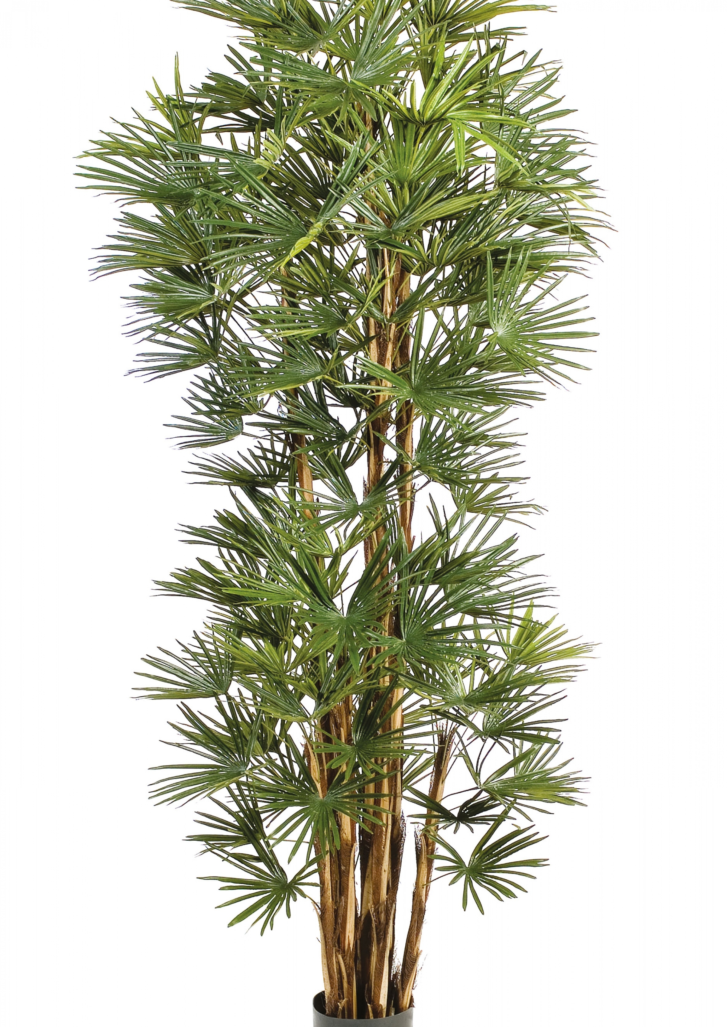 6' BABY FAN PALM 180-210 cm