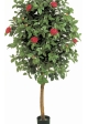 6' CAMELIA VINE TREE 170 cm