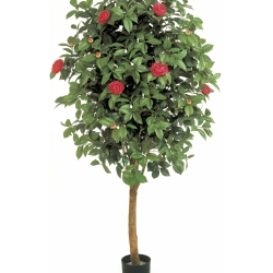 6' CAMELIA VINE TREE 170 cm
